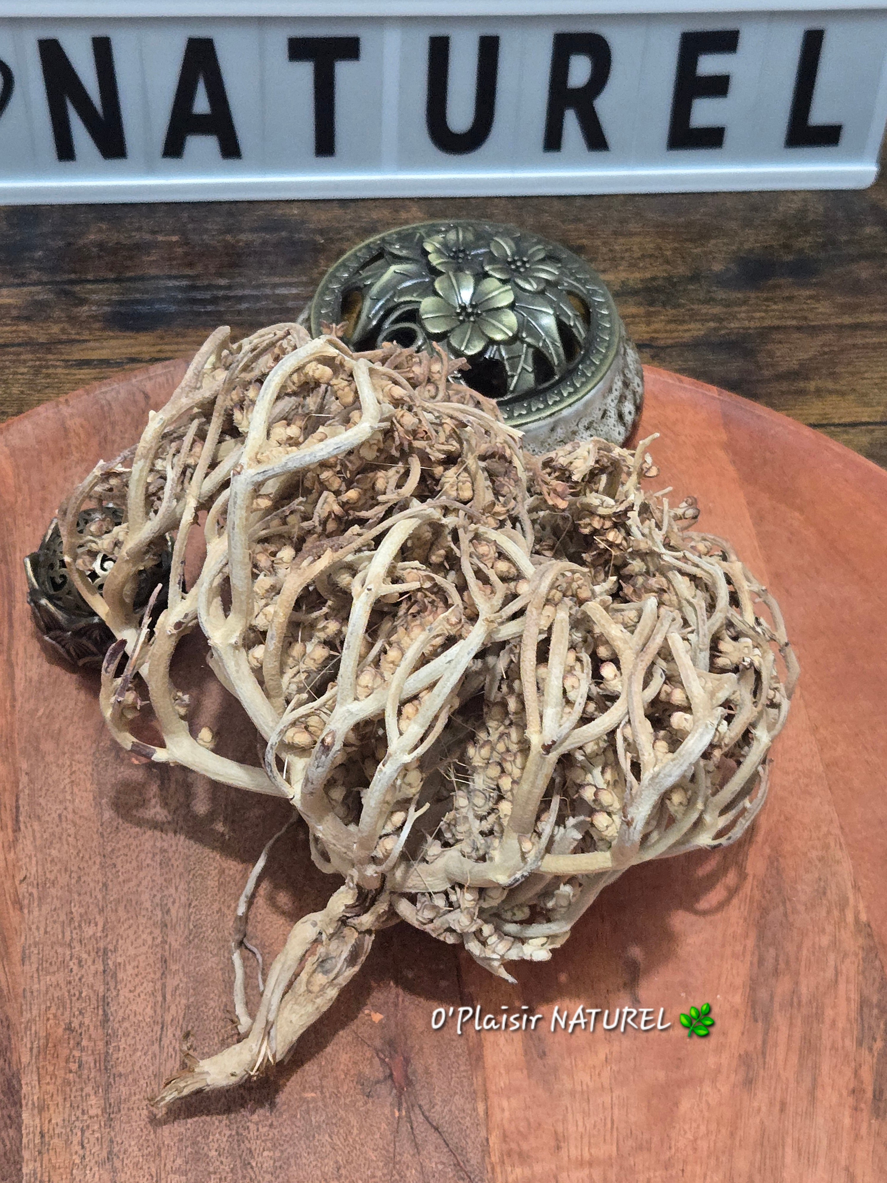 ✨ Rose de Jéricho (Fleur de Résurrection)
Fertilité • Abondance • Renaissance