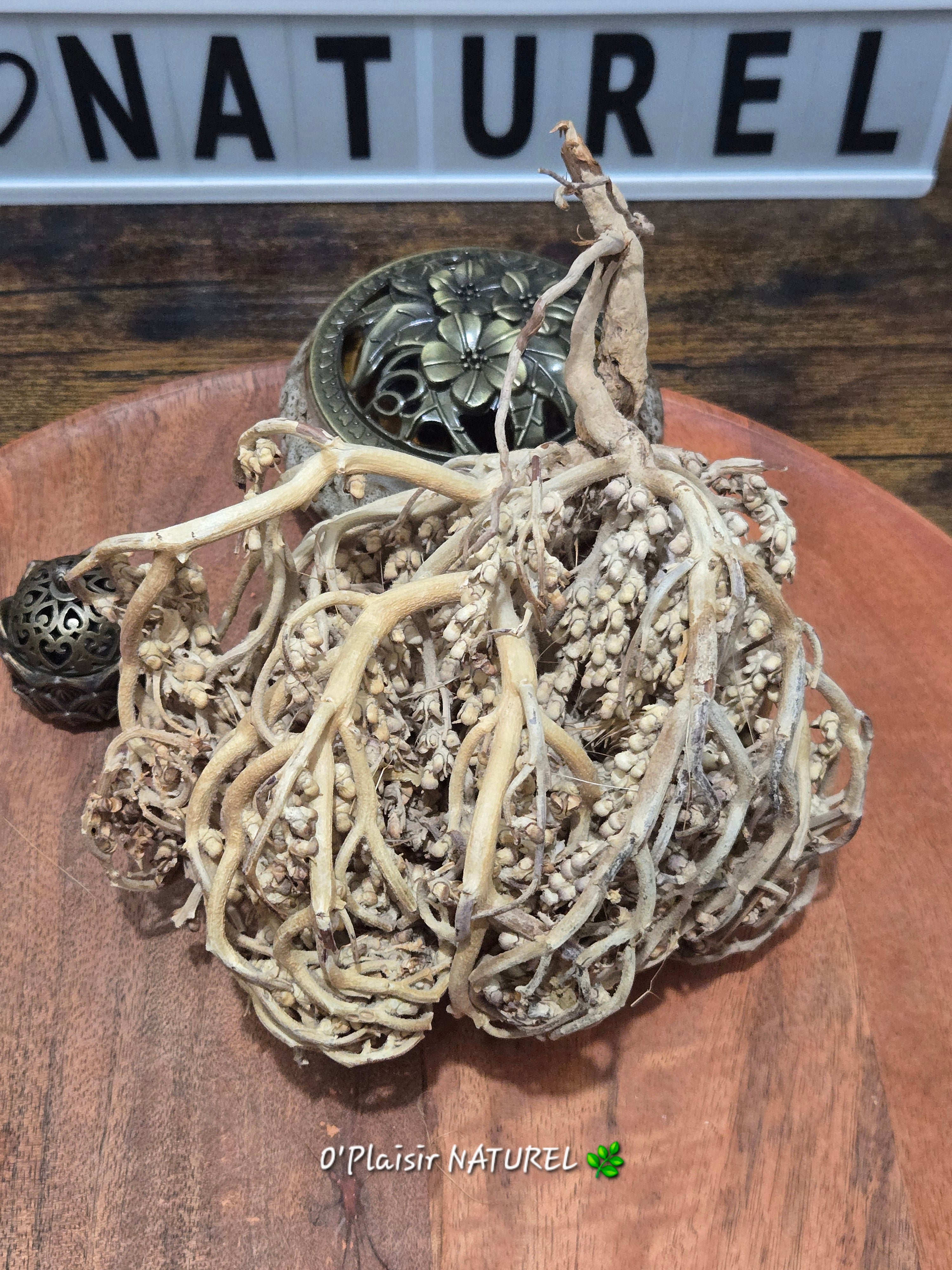 ✨ Rose de Jéricho (Fleur de Résurrection)
Fertilité • Abondance • Renaissance