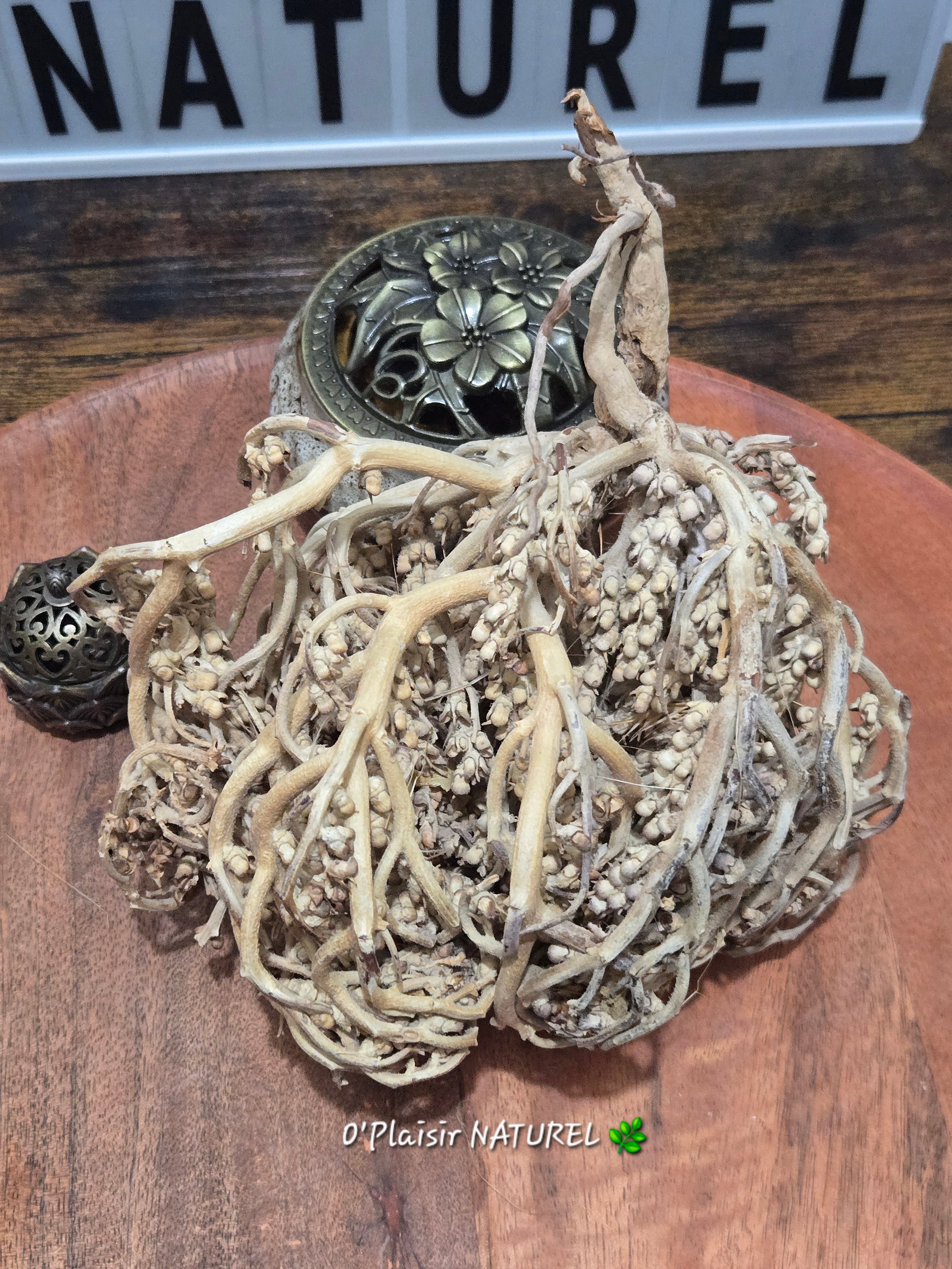 ✨ Rose de Jéricho (Fleur de Résurrection)
Fertilité • Abondance • Renaissance