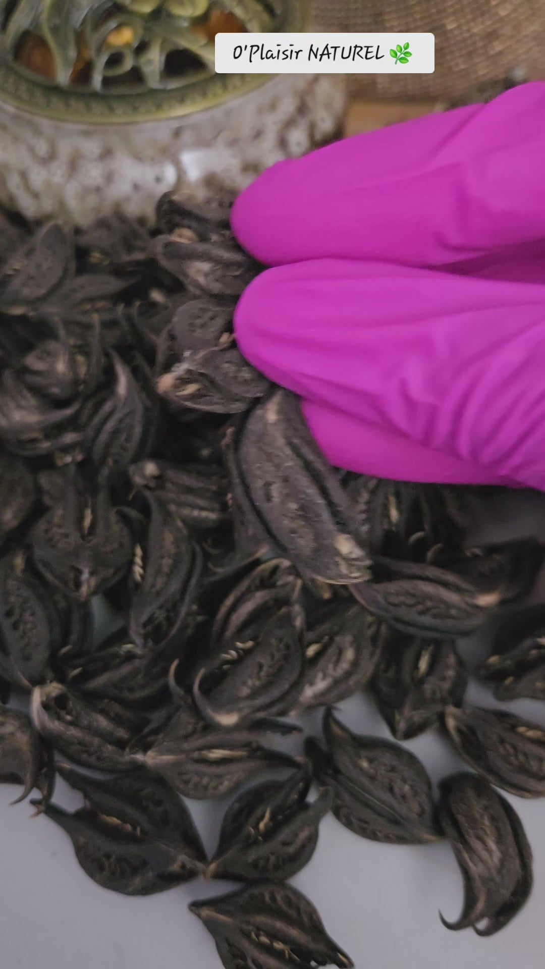 Griffes de Lion – Protection Spirituelle & Mémoire