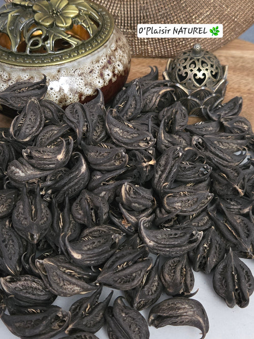 Griffes de Lion – Protection Spirituelle & Mémoire