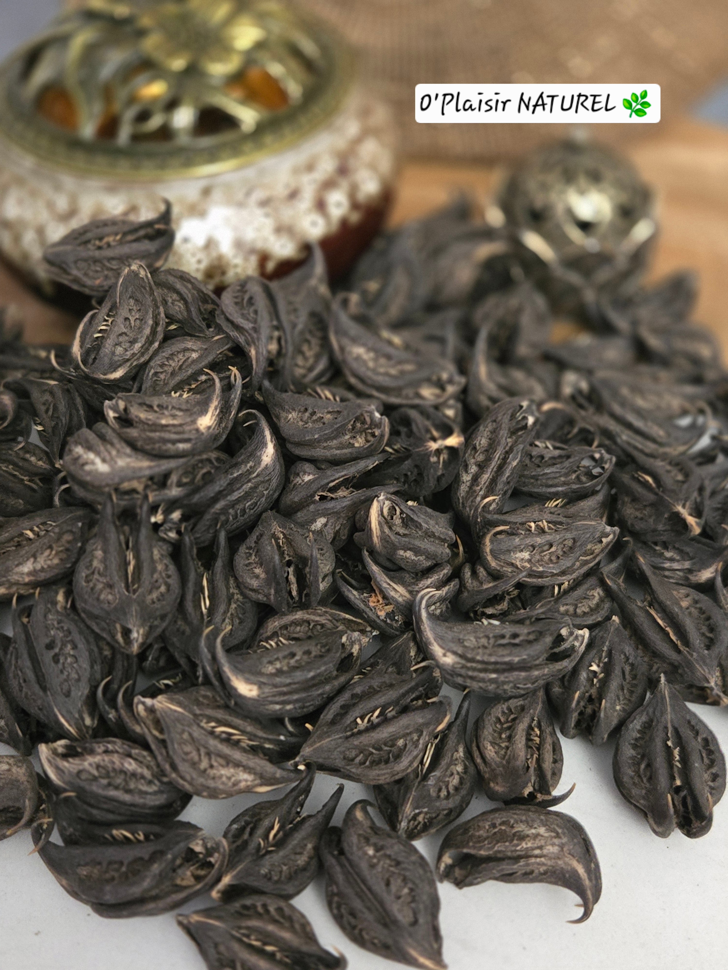 Griffes de Lion – Protection Spirituelle & Mémoire